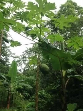 Foto 6