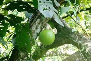 Foto 15