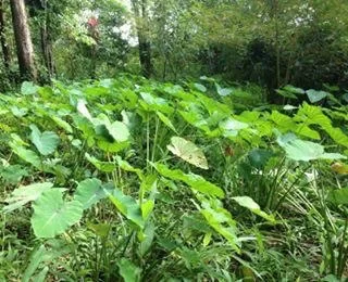 Foto 14