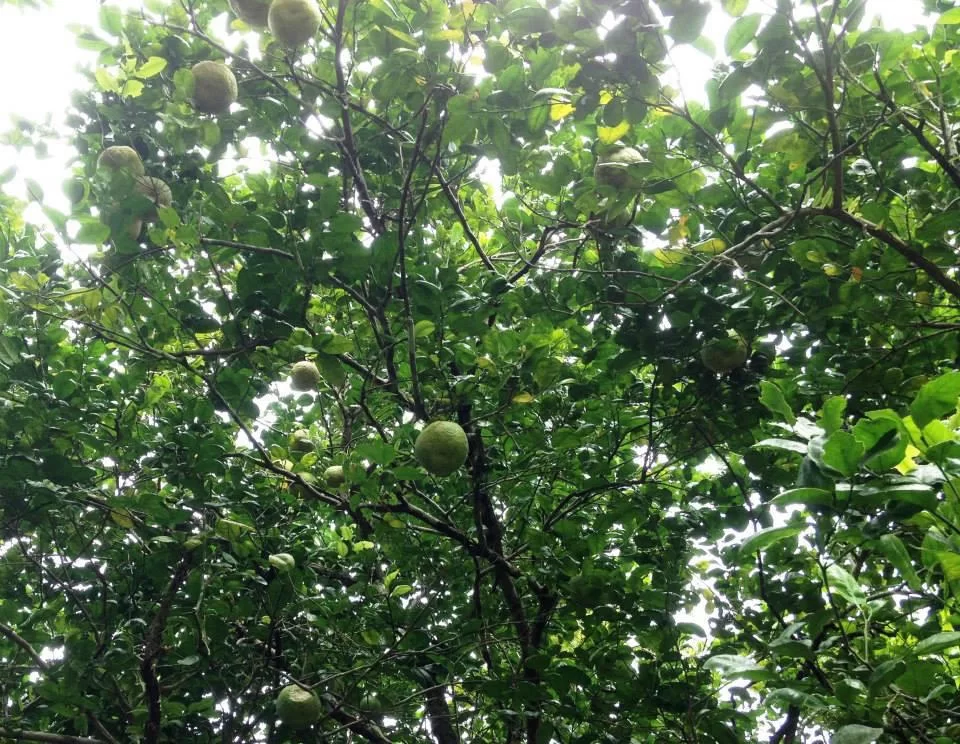 Foto 7